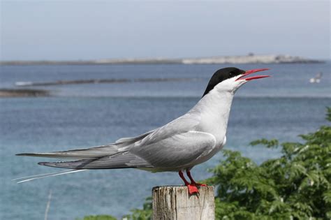 Trogtrogblog Bird Of The Week Arctic Tern