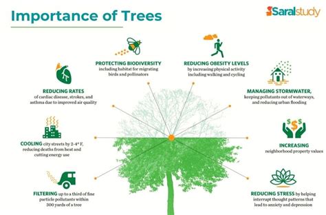 🎉 Value Of Trees Essay Essay On Importance Of Tree Plantation For