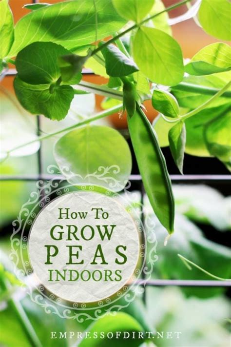 How To Grow Peas Indoors Empress Of Dirt Growing Peas Winter