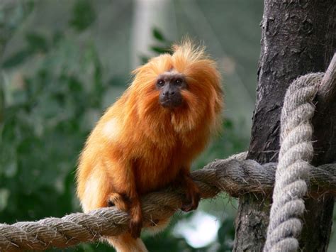 Animals that inhabit the rainforest canopy include lemurs, spider monkeys, sloths, toucans. Tropical Rainforest Animals List - Animal Sake