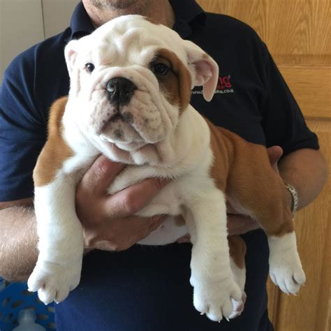 27 British Bulldog Puppies Sale Photo Bleumoonproductions