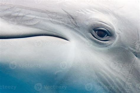 Dolphin Smiling Eye Close Up Portrait Detail 12025898 Stock Photo At