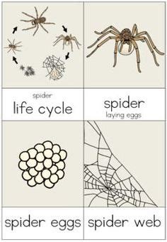 Real solifugids aren't terribly aggressive — they don't usually go after prey larger than big arthropods or smaller mice and lizards. Life Cycle Of A Spider Pictures For Kids - PictureMeta