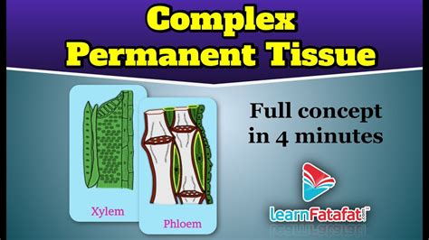 Class 9 Science Tissues Complex Permanent Tissue Learnfatafat Youtube