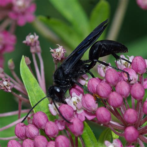 Great Black Wasp Sphex Pensylvanicus Specimens Insects Of Iowa