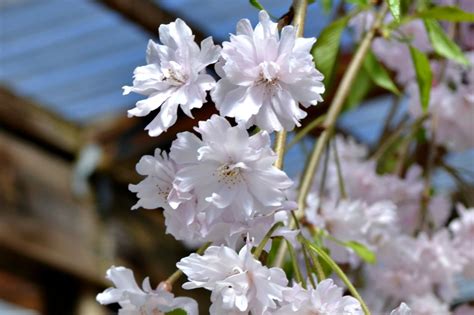 There's no better way to welcome the coming of spring than with the profusion of yellow blooms covering graceful, arching branches. Trees that Bloom Pink in Spring | Fairview Garden Center