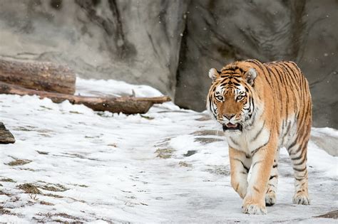 Hd Wallpaper Amur Cat Face Fangs Maw Tiger Wild Yawning