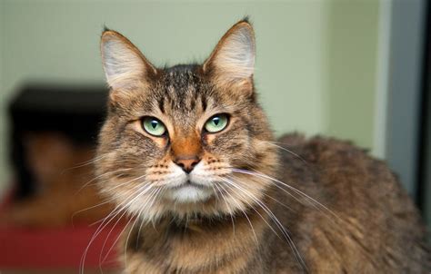 Common Health Problems In Senior Cats Olsen Veterinary Clinic