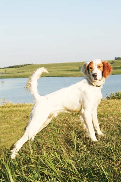 English Setter Breed Profile Gun Dog