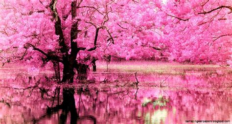 Pink Trees Wallpapers Top Free Pink Trees Backgrounds Wallpaperaccess