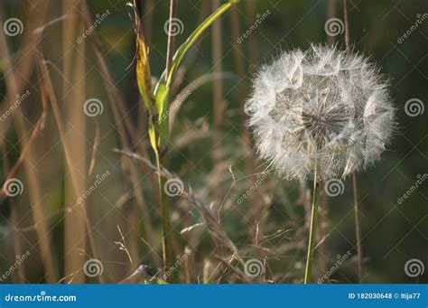 Summer In Natural Meadow With Closeup Of Dandelions Stock Photo Image