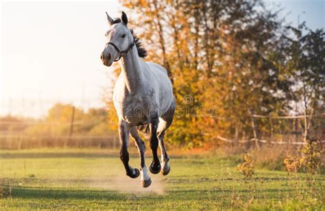 Beautiful Arabian Horse Run Gallop In Flower Field Stock Image Image
