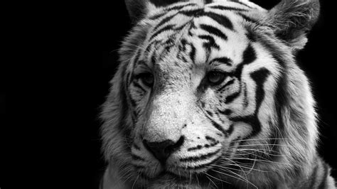 1920x1080 1920x1080 White Tiger White Tiger Cat Tiger Tiger