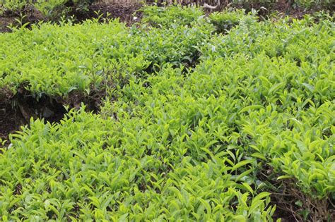 Mtn cameroon has deployed a range of technological, human and procedural means to ensure the availability, confidentiality, and integrity of communications on its network. Atuk: LADANG TEH CAMERON HIGHLANDS