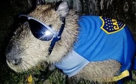 The world knows them as capibaras, here they are carpinchos. Memes | Desconcierto por la invasión de carpinchos en ...