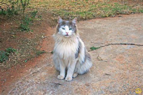 Ragdoll cat pearl grey print by i garmashova. Ragdoll Cat History, Health And Care - Animals Pedia