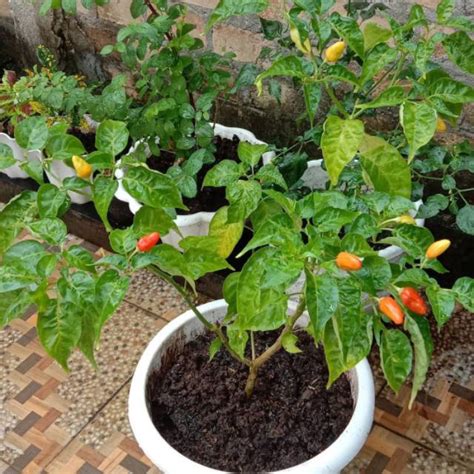 erek erek pohon cabe