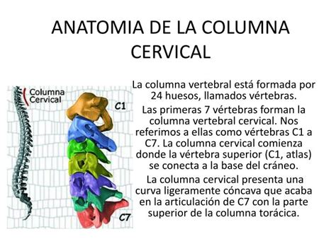 Ppt Anatomia De La Columna Cervical Powerpoint Presentation Free