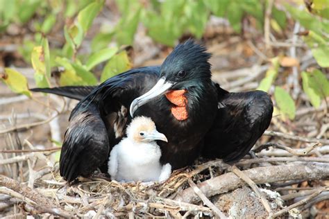 Male Great Frigate Bird And Baby Genovesa Busterandbubby Flickr