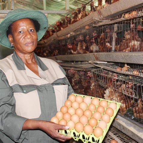 Chicken Farm For Sale Gauteng - Farm House