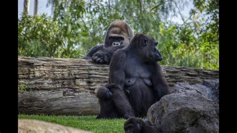 El Bebé Gorila Félix Cumple 4 Meses En El Bosque Ecuatorial De Bioparc