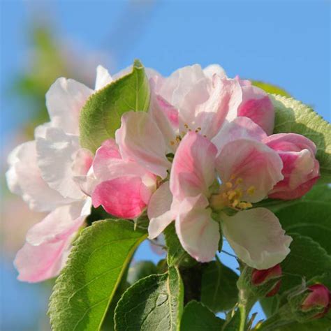 Even before arizona achieved statehood, the saguaro cactus blossom was selected as the territory's symbol, in 1901; 50 State Flowers to Grow Anywhere - This Old House