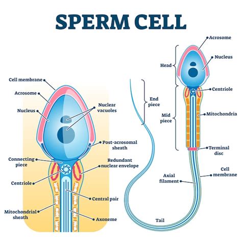 Sperm Cell Anatomy Education Fertility Premium Vector