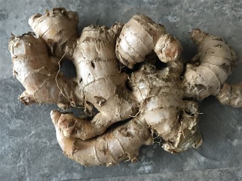 15 Ginger Edible Plant Fawnefinnean