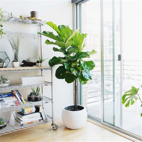 I did not know this for an embarrassingly long time. 10 Most Popular Indoor Trees