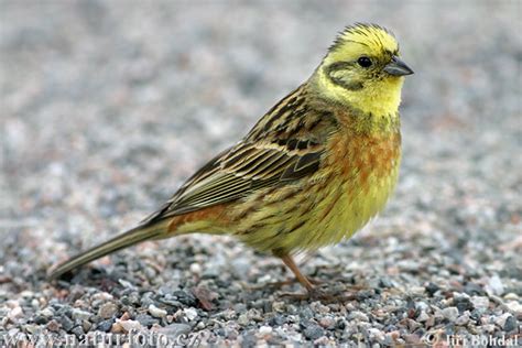 Emberiza Citrinella Pictures Yellowhammer Images Nature Wildlife