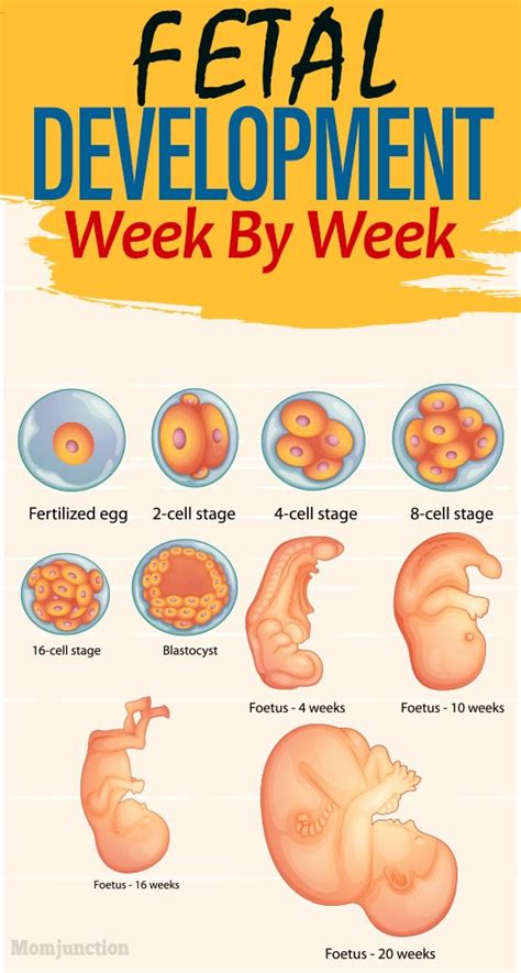 Fetal Development Week By Week
