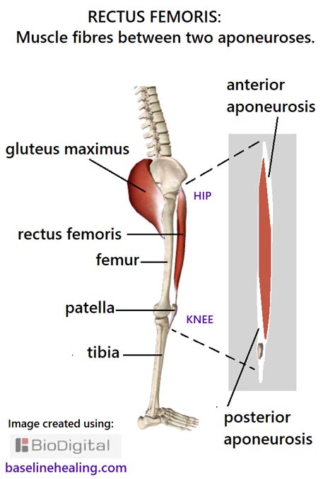 Rectus Femoris Anatomy Muscle Attachments Detail