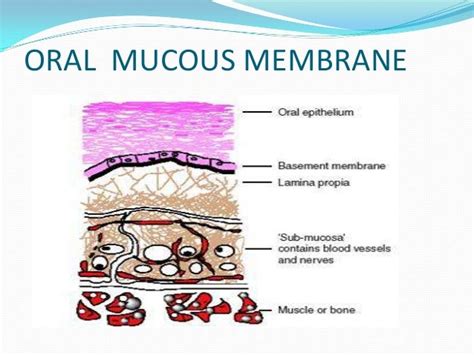 Oral Mucous Membrane Pictorial Representation