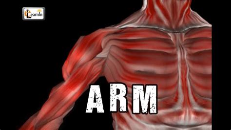 It can be divided into the upper arm, which extends from the shoulder to the elbow. Arm Anatomy | Arm bones muscles joints | Human Anatomy and ...