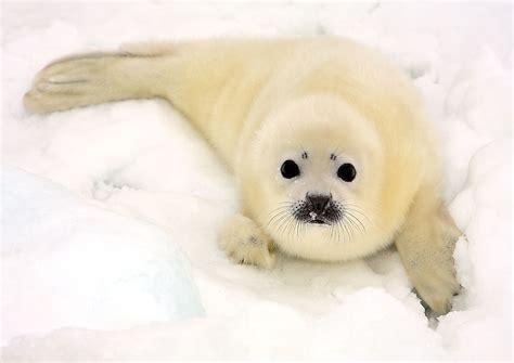 Weddell Seal Facts Animals Of Antarctica Worldatlas