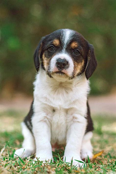 Treeing Walker Coonhound Dog Breed Information And Characteristics