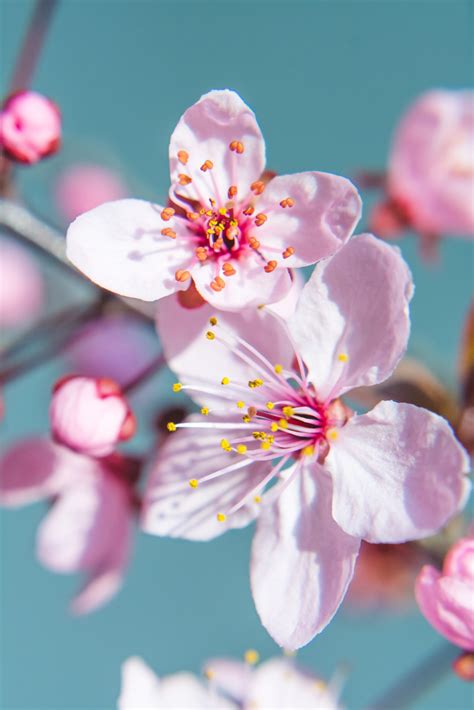 Hey my online art classes : Free Images : nature, branch, fruit, petal, food, produce, botany, flora, cherry blossom, close ...