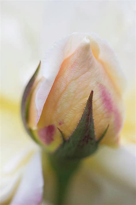 Creamy Yellow Rosebud Photograph By Cindi Ressler Fine Art America