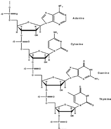 The Four Dna Bases Showing Their Connectivity To The Phosphate Sugar