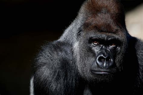 Free Download Gorilla Hd Wallpapers Hd Wallpapers Pulse 1920x1200 For