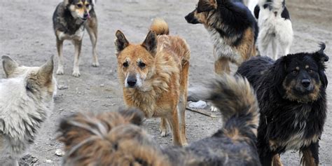 Стая бродячих собак напала на семилетнего ребенка в Башкортостане
