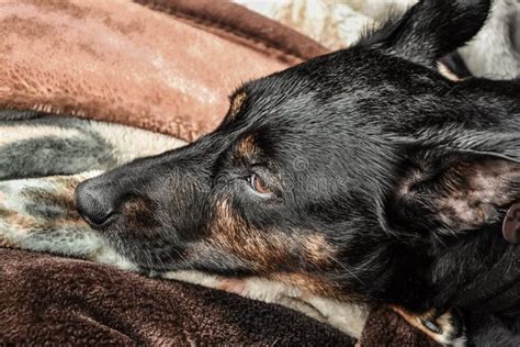 Triste Cara De Perro Triste Cachorro Con Los Ojos De Cachorro Imagen