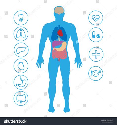 Human Organs And Medical Icons Stock Vector Illustration 270282323