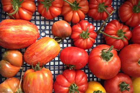 A Guide To Italian Tomatoes By Jamie Oliver Le Marche And Food