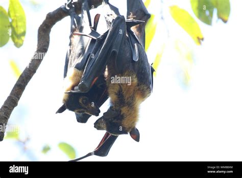 Bats Hanging On Tree Hi Res Stock Photography And Images Alamy