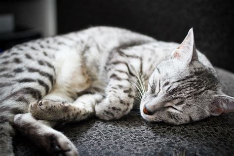 You can browse all the cats and kittens currently available for adoption below. Domestic Cat Breeds | Exotic House Cat