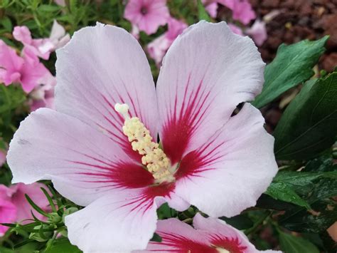 Rose Of Sharon Varieties Give Options For Gardens Mississippi State