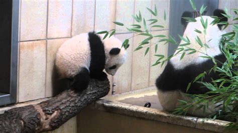 Baby Giant Panda At Schoenbrunn Zoo Vienna Austria Youtube