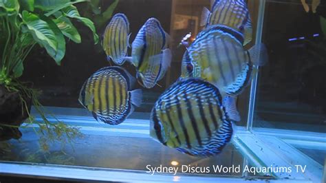 We have a large variety of discus fish for sale that is sure to attract the most demanding hobbyist. Premium Wild Discus Fish for SaleHD - YouTube