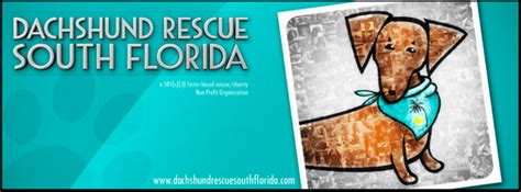Top 73 Dachshund Rescue Organizations In Usa